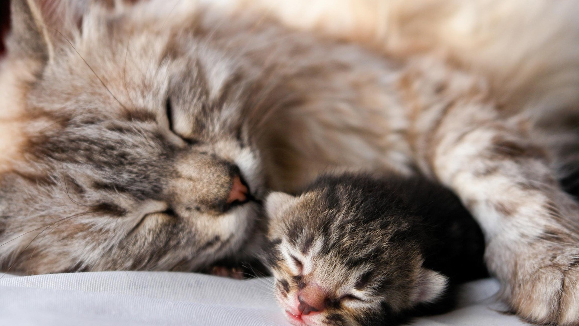 Cute Puppies And Kittens Wallpaper For Mobile - Mother And Baby Cats , HD Wallpaper & Backgrounds