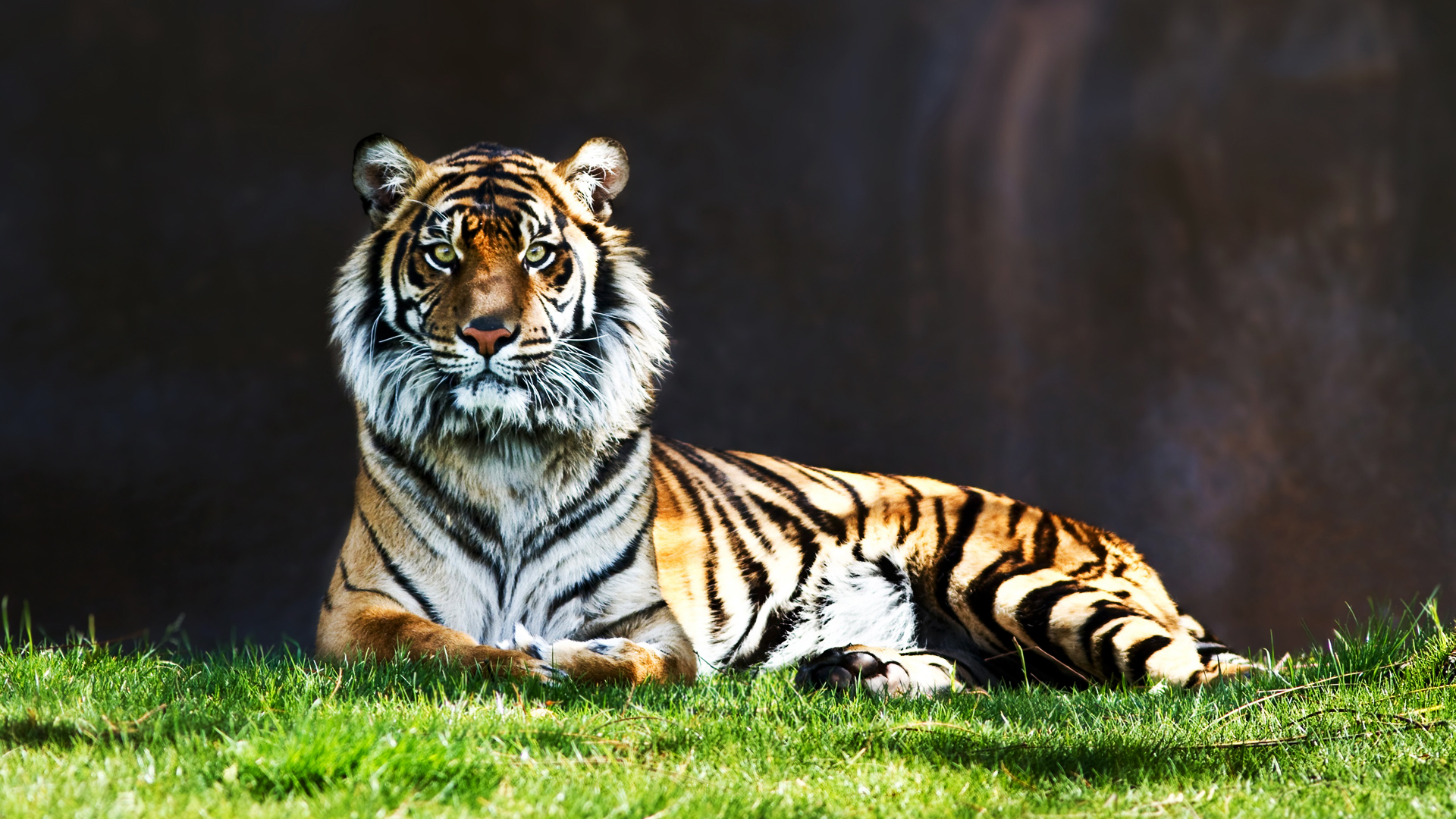 Hebus - Tiger 1080p , HD Wallpaper & Backgrounds