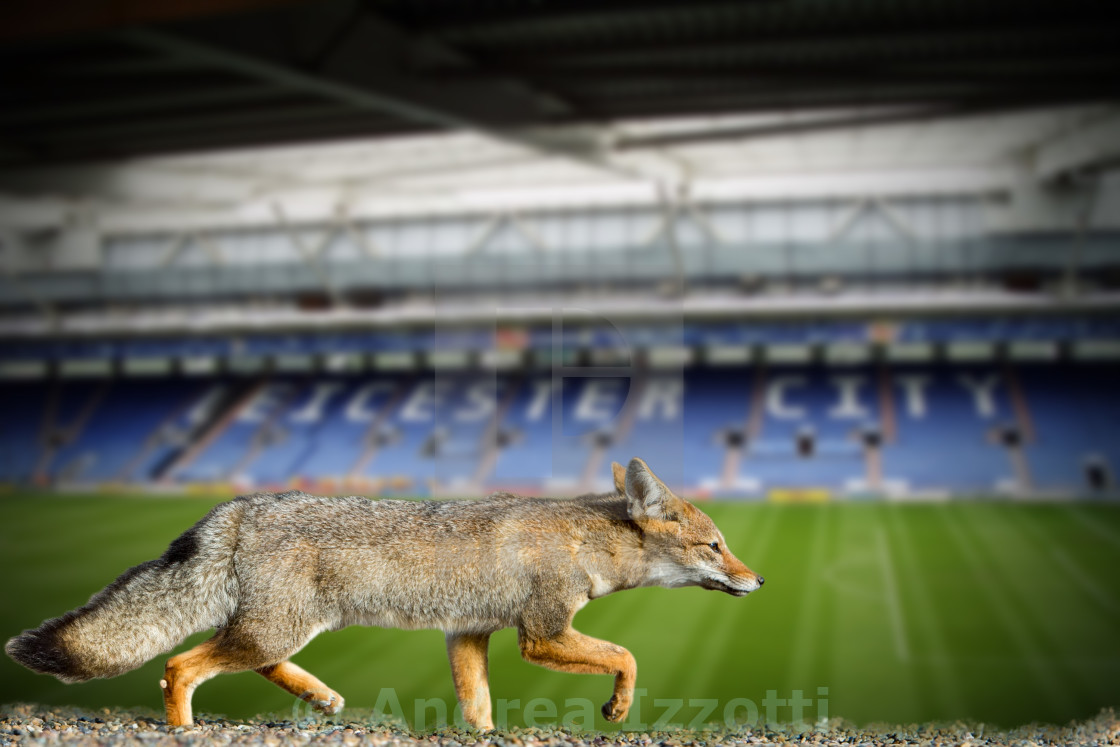 Real Fox Leicester City Football Club Wallpaper Stock - Leicester Fox , HD Wallpaper & Backgrounds