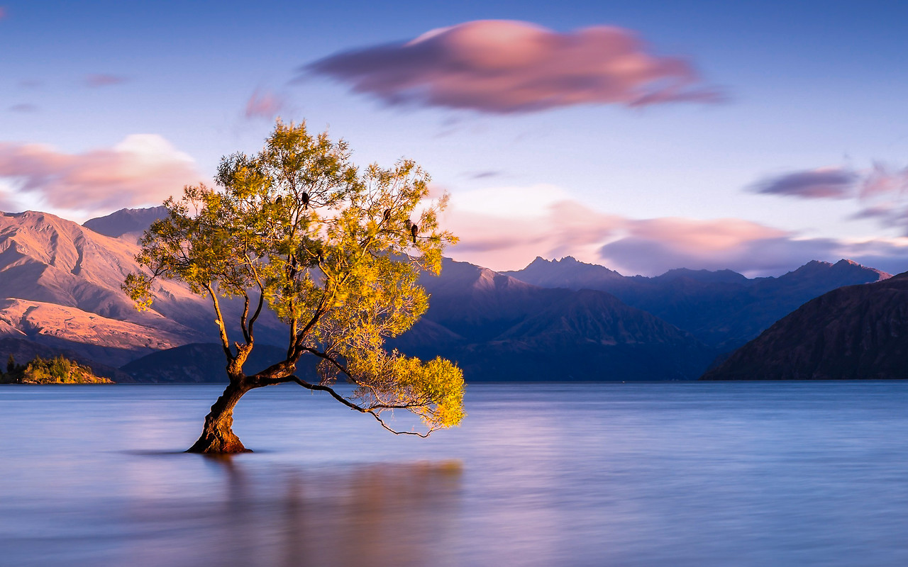 Lake Wanaka New Zealand - Wanaka Tree Nz , HD Wallpaper & Backgrounds