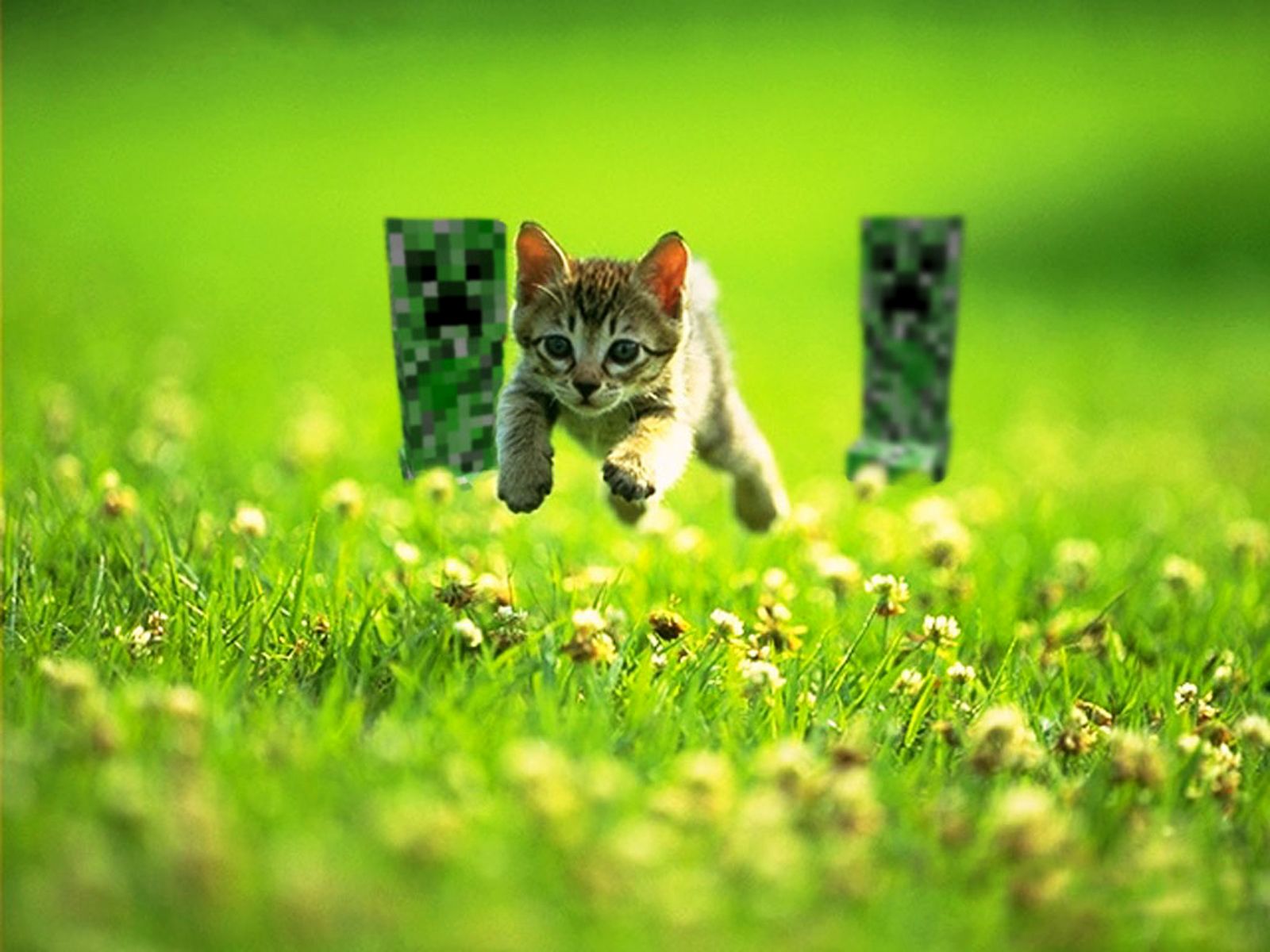 Cat Running Away From Creepers , HD Wallpaper & Backgrounds
