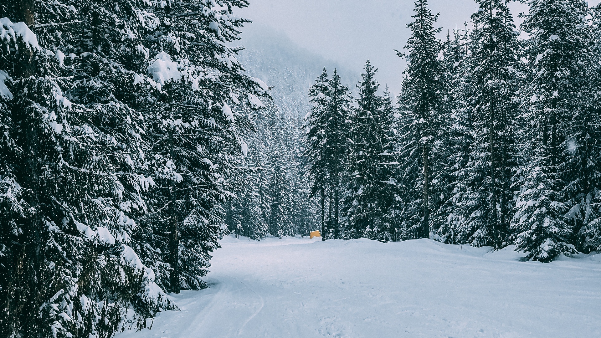 Wallpaper Winter, Forest, Snow, Trees, Road, Traces - Winter Forest Background Hd , HD Wallpaper & Backgrounds