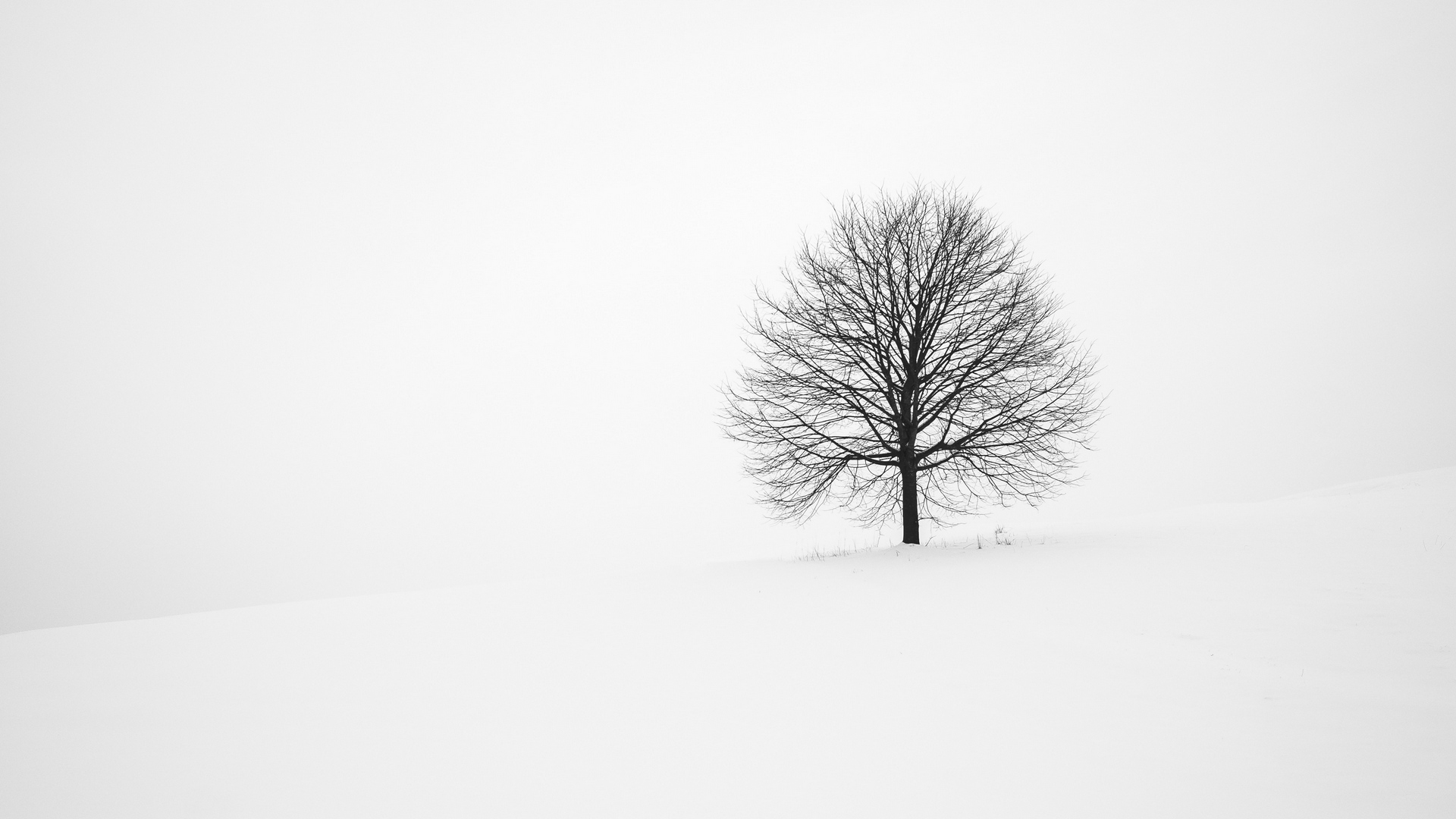 Download Tree Winter Snow Minimal Hd Wallpaper - Minimalist Winter