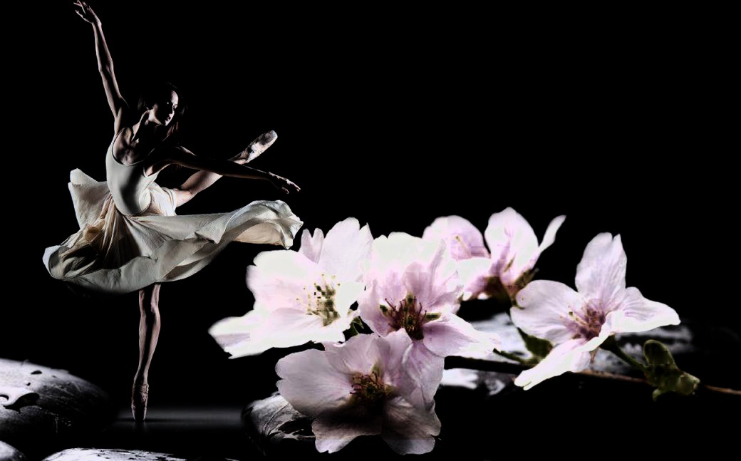 Back To First Position - Cherry Blossom Black Background , HD Wallpaper & Backgrounds