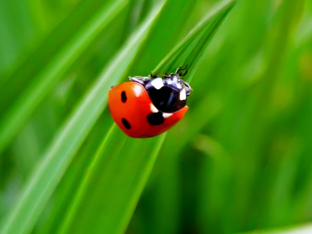 Free Ladybug Wallpaper And Background - Lady Bug , HD Wallpaper & Backgrounds