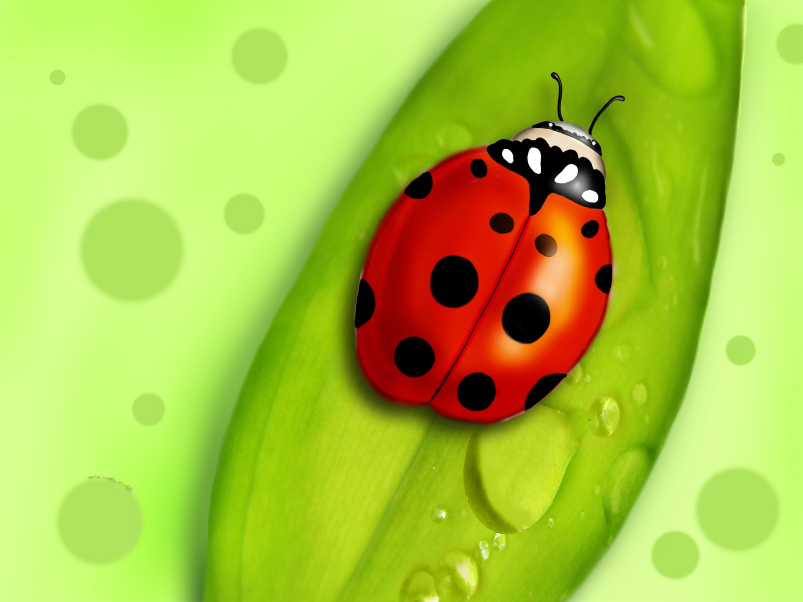 Ladybugs Images Ladybug Hd Wallpaper And Background - Ladybug On Leaf Cartoon , HD Wallpaper & Backgrounds