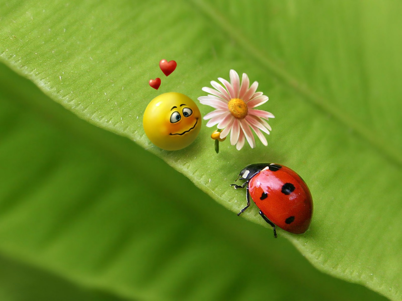 Free Ladybug Wallpaper - Most Popular Wallpaper For Mobile , HD Wallpaper & Backgrounds