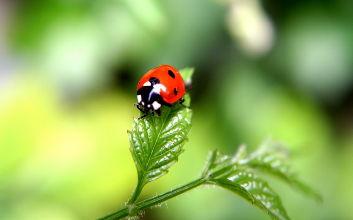 Download Wallpaper Beautiful Ladybug On A Green Plant - Plant Hd , HD Wallpaper & Backgrounds