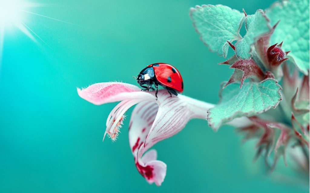 Insect Images Ladybug , HD Wallpaper & Backgrounds