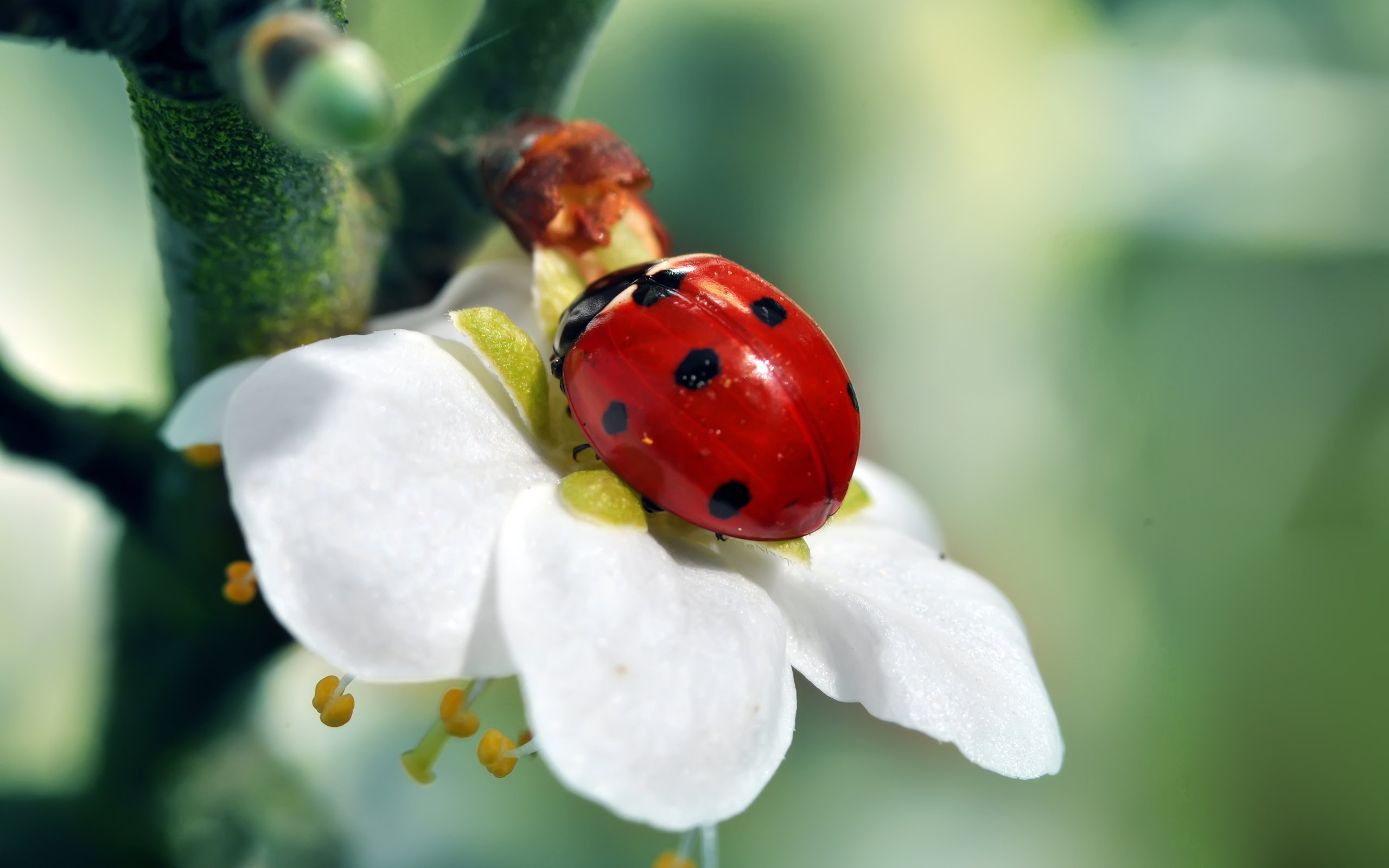 Free Ladybug Wallpaper - Ladybug On A Tree , HD Wallpaper & Backgrounds