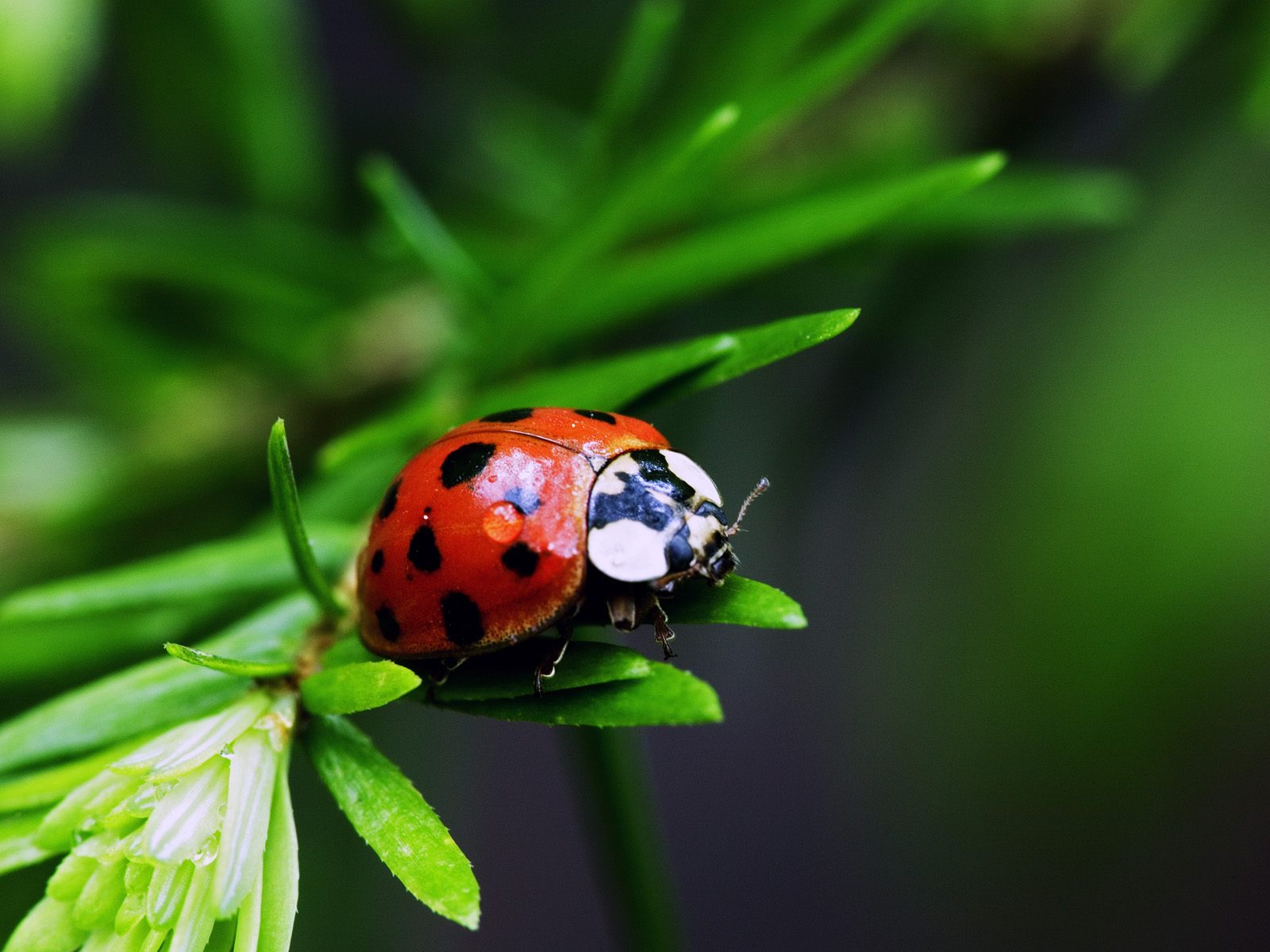 Free Ladybug, Download Free Clip Art, Free Clip Art - Insects Hd , HD Wallpaper & Backgrounds