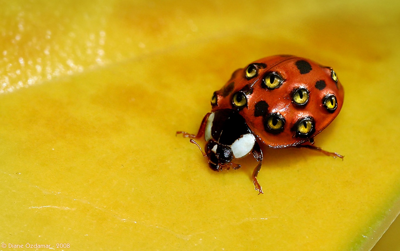 Weird Ladybug Wallpapers And Stock Photos - Weird Ladybug , HD Wallpaper & Backgrounds