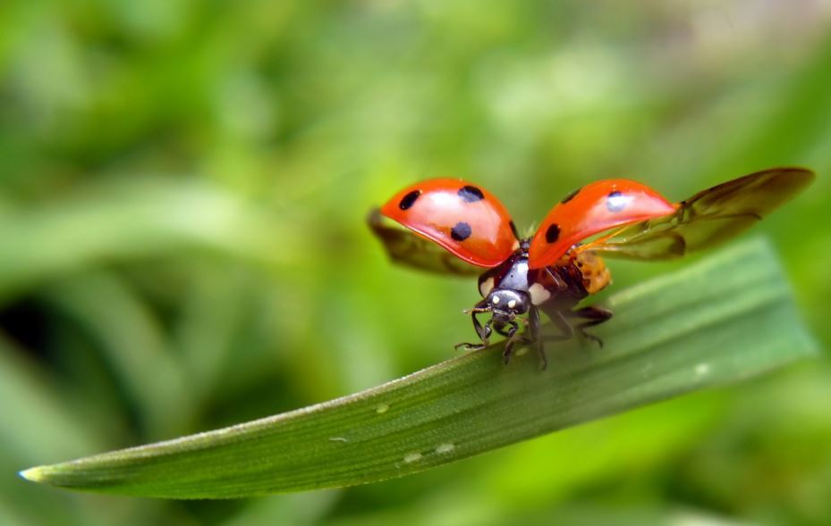 Ladybug Taking Flight , HD Wallpaper & Backgrounds