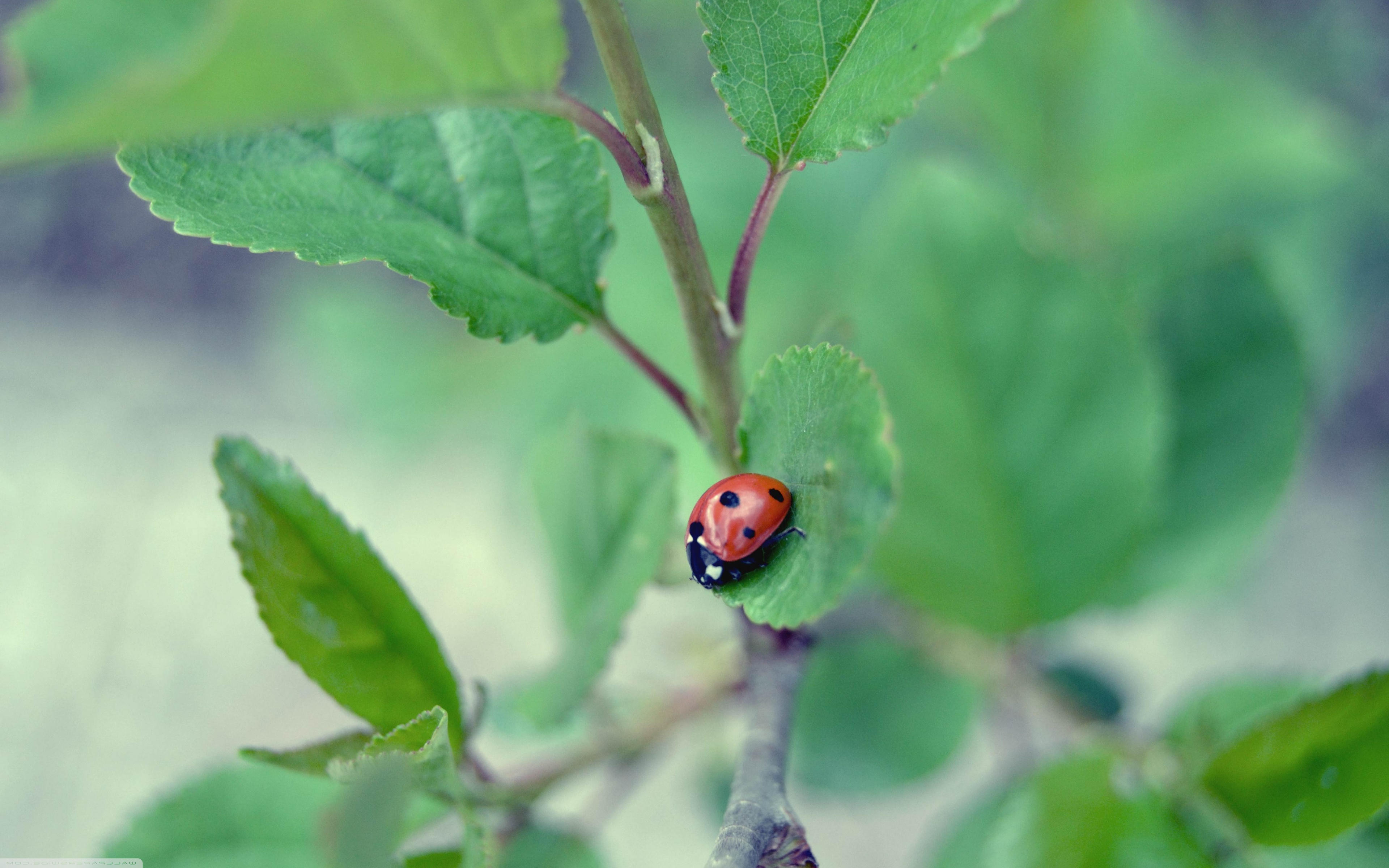Wide - Ladybug , HD Wallpaper & Backgrounds