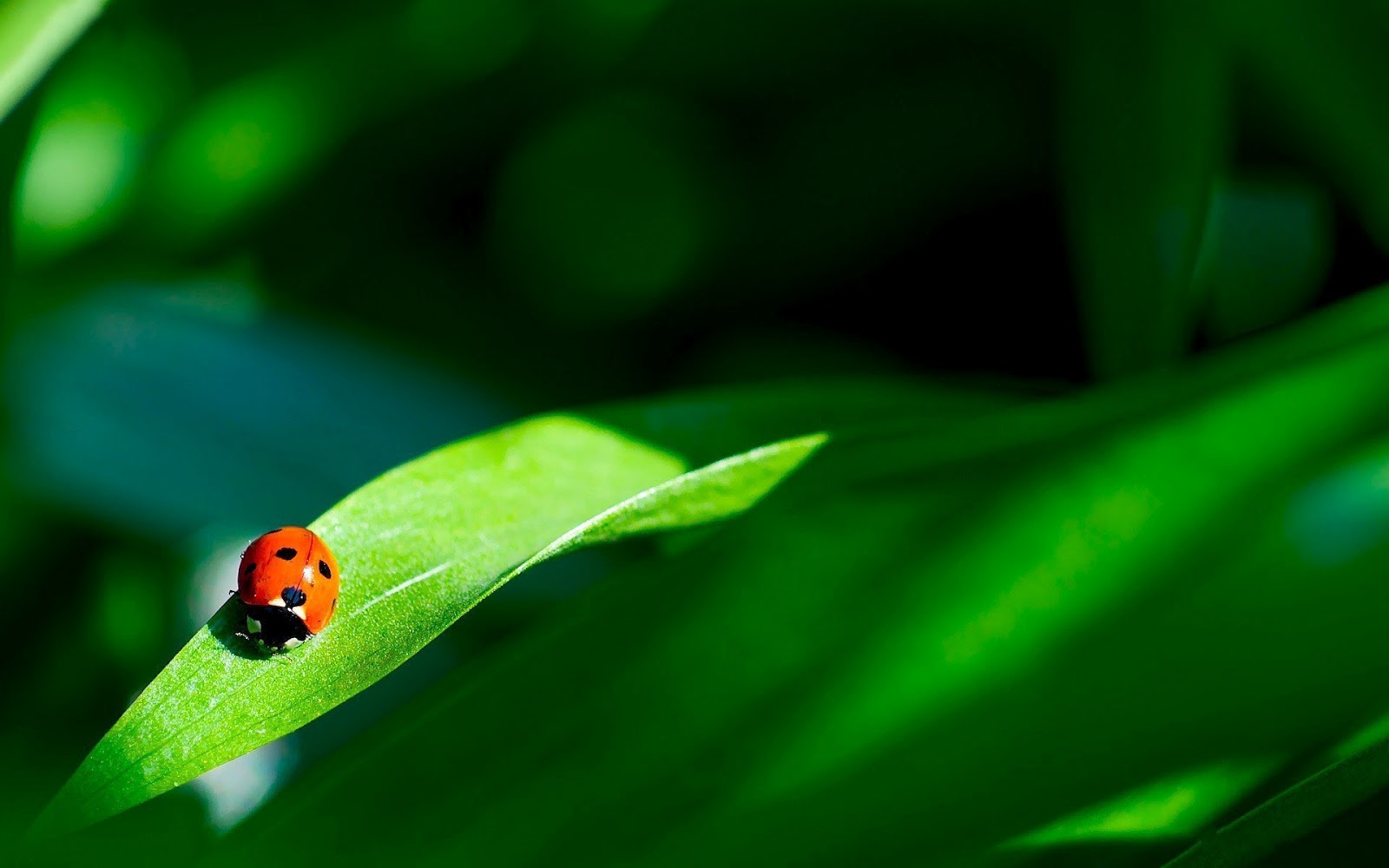 Ladybug On Green Leaf , HD Wallpaper & Backgrounds
