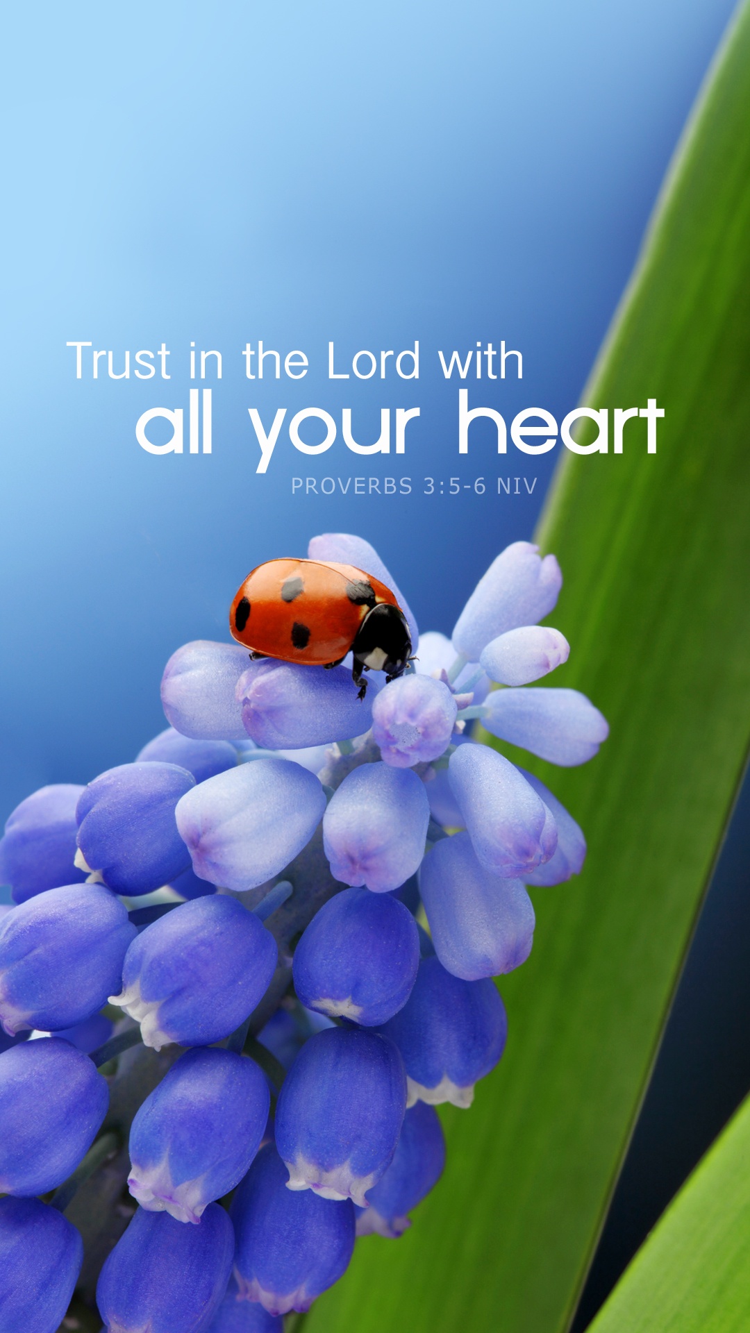 Ladybug Wallpaper Free - Trust In The Lord With All Your Heart Mobile , HD Wallpaper & Backgrounds