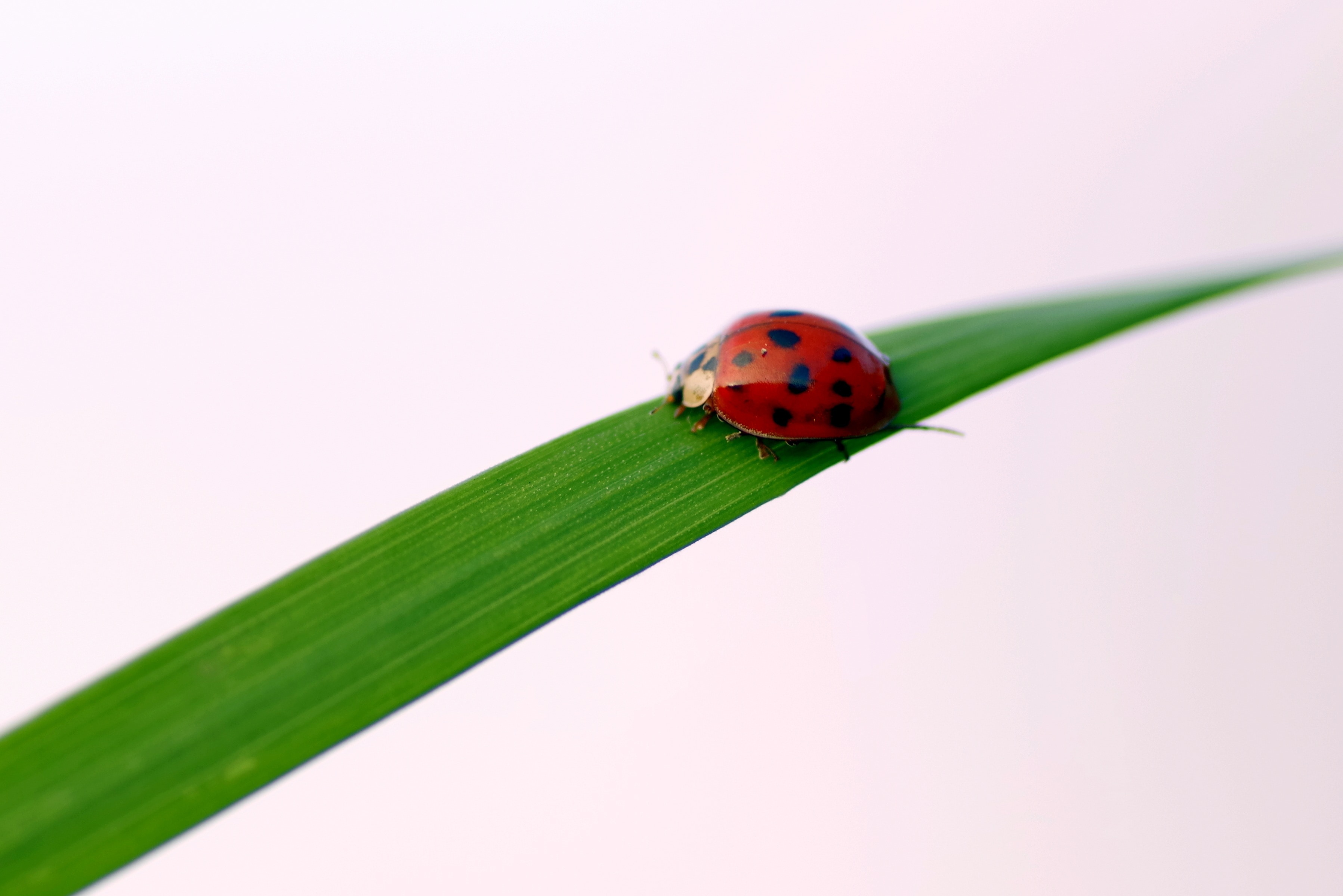 Download Original Image Online Crop - Ladybug , HD Wallpaper & Backgrounds