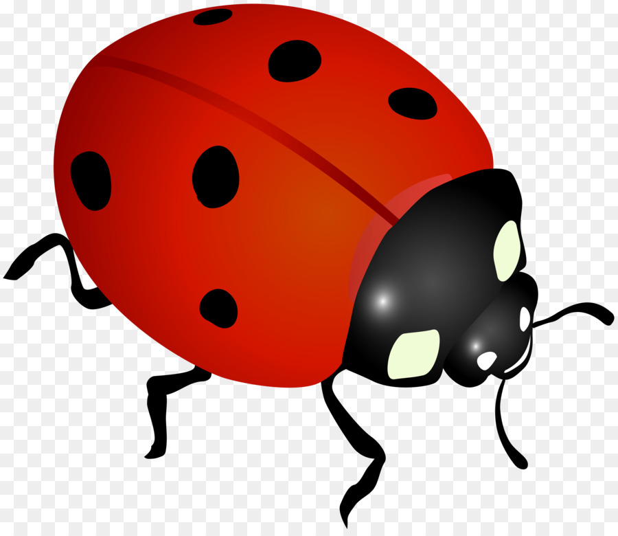 Ladybird, Desktop Wallpaper, Beetle, Snout Png - Lady Bird , HD Wallpaper & Backgrounds