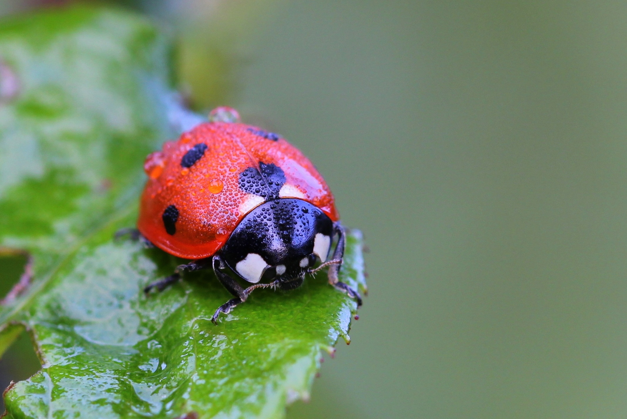 Red And Black Ladybug - Wuensche Dir Einen Wunderschoenen Tag , HD Wallpaper & Backgrounds