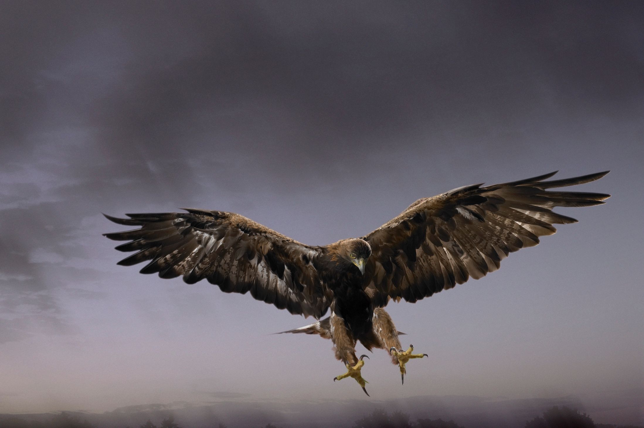 Golden Eagle Wallpaper - Golden Eagle Wallpapers Hd (#2077073) - HD