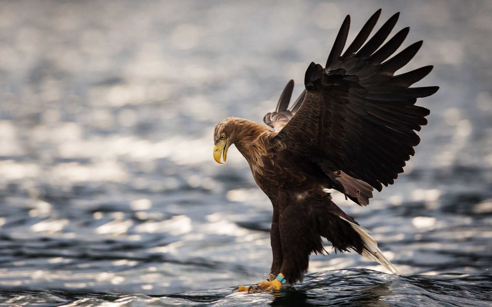 Golden - Eagle Hunting Images Hd , HD Wallpaper & Backgrounds