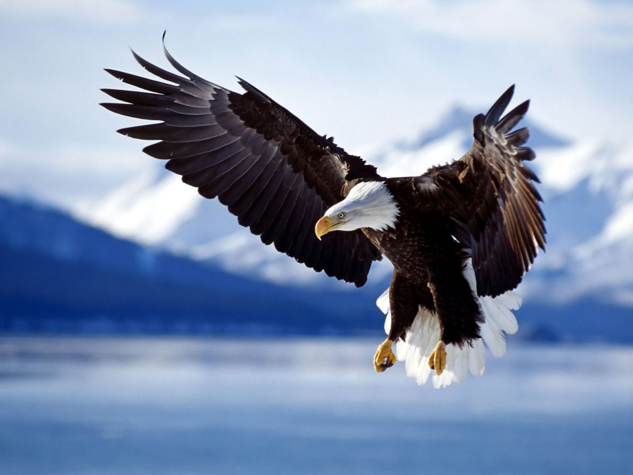 Baby Golden Eagles Hd Wallpapers - Eagle Birds , HD Wallpaper & Backgrounds