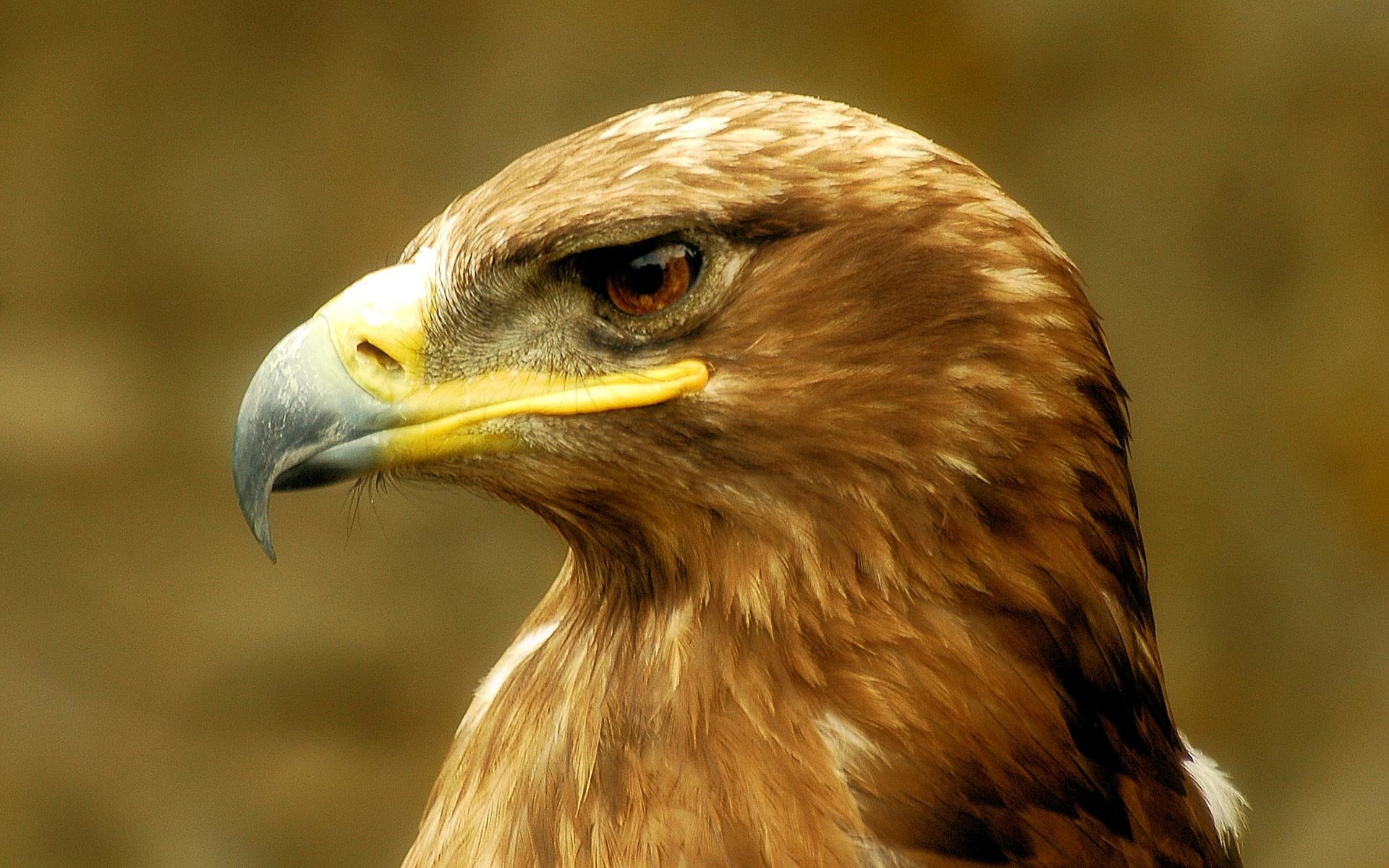 Wallpapers Id - - High Resolution Golden Eagle , HD Wallpaper & Backgrounds