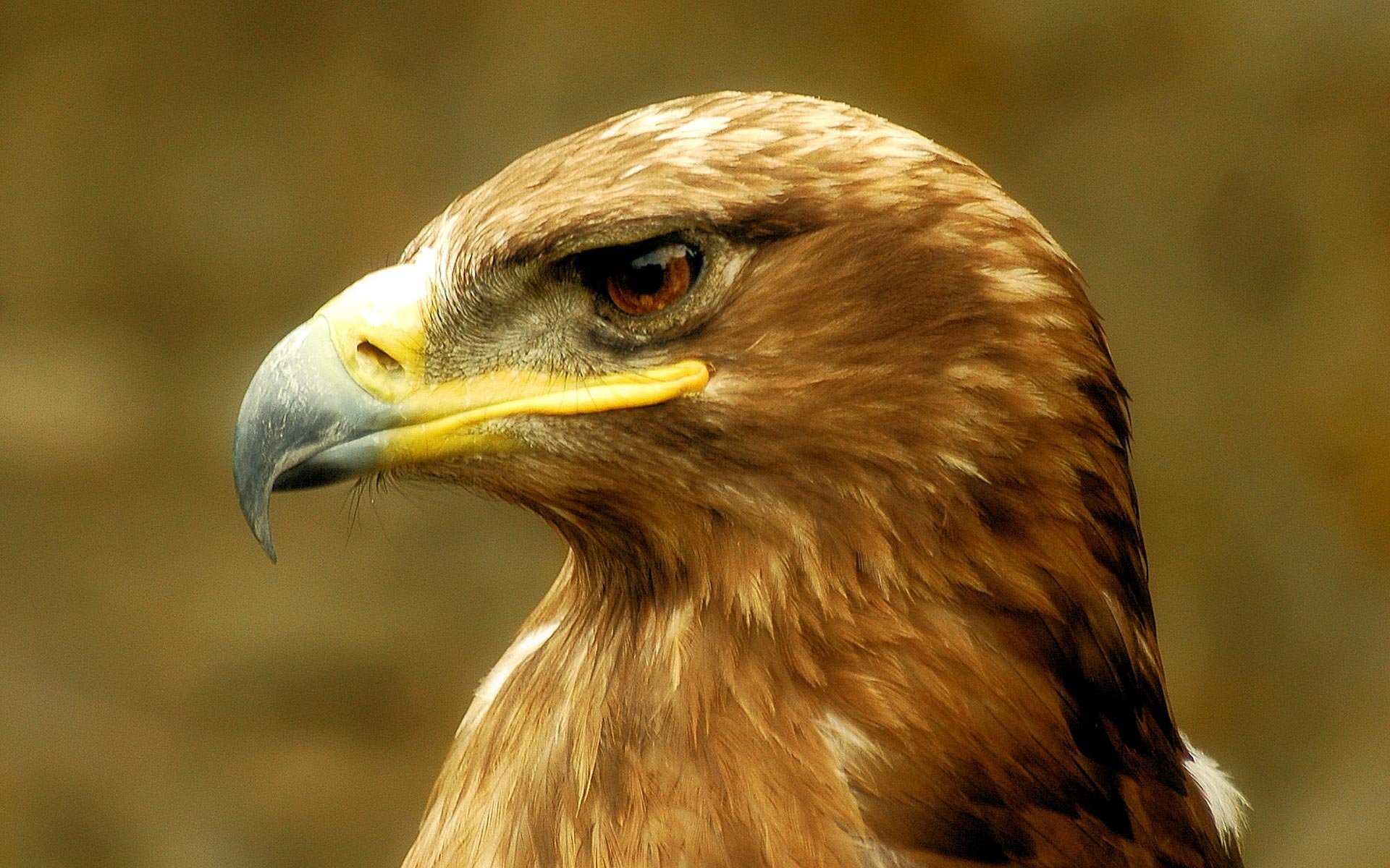 Wallpapers Id High Resolution Golden Eagle 2077417