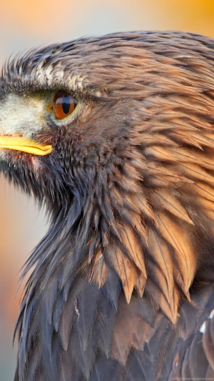 Fullscreen - Golden Eagle , HD Wallpaper & Backgrounds