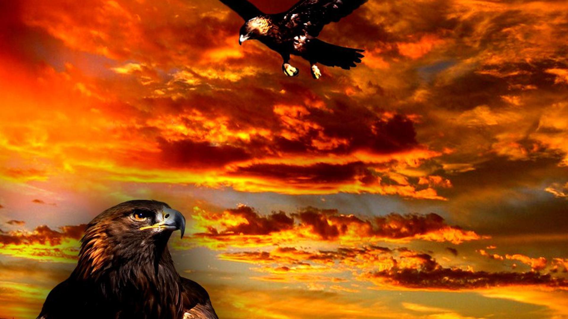 Golden Eagle - Wallpaper , HD Wallpaper & Backgrounds