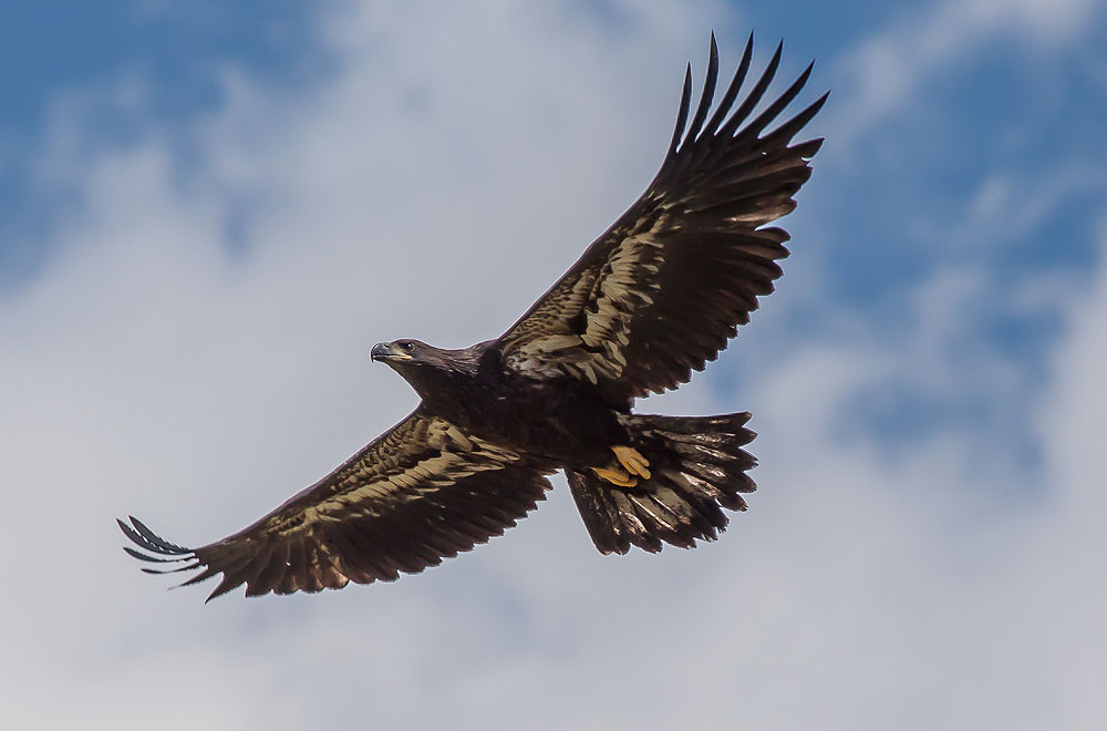 Eagle , HD Wallpaper & Backgrounds