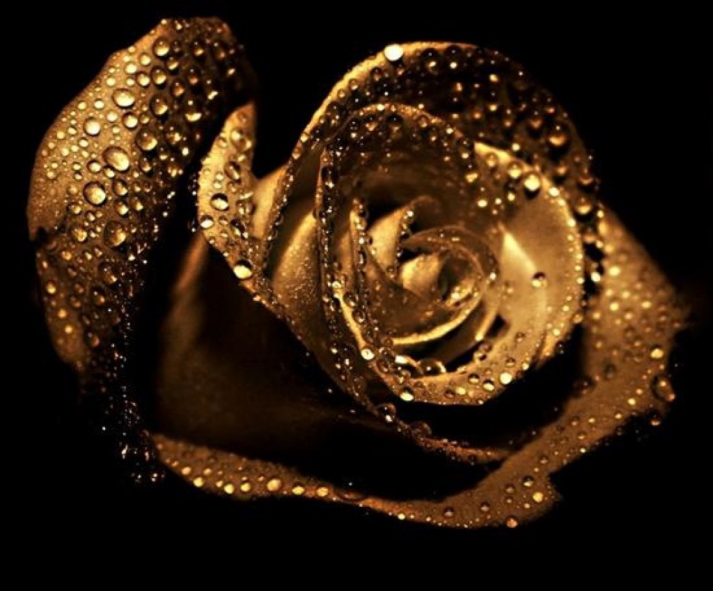Golden Rose Flowers Black Water Drops Dual Wallpaper - Golden Rose With Black Background , HD Wallpaper & Backgrounds