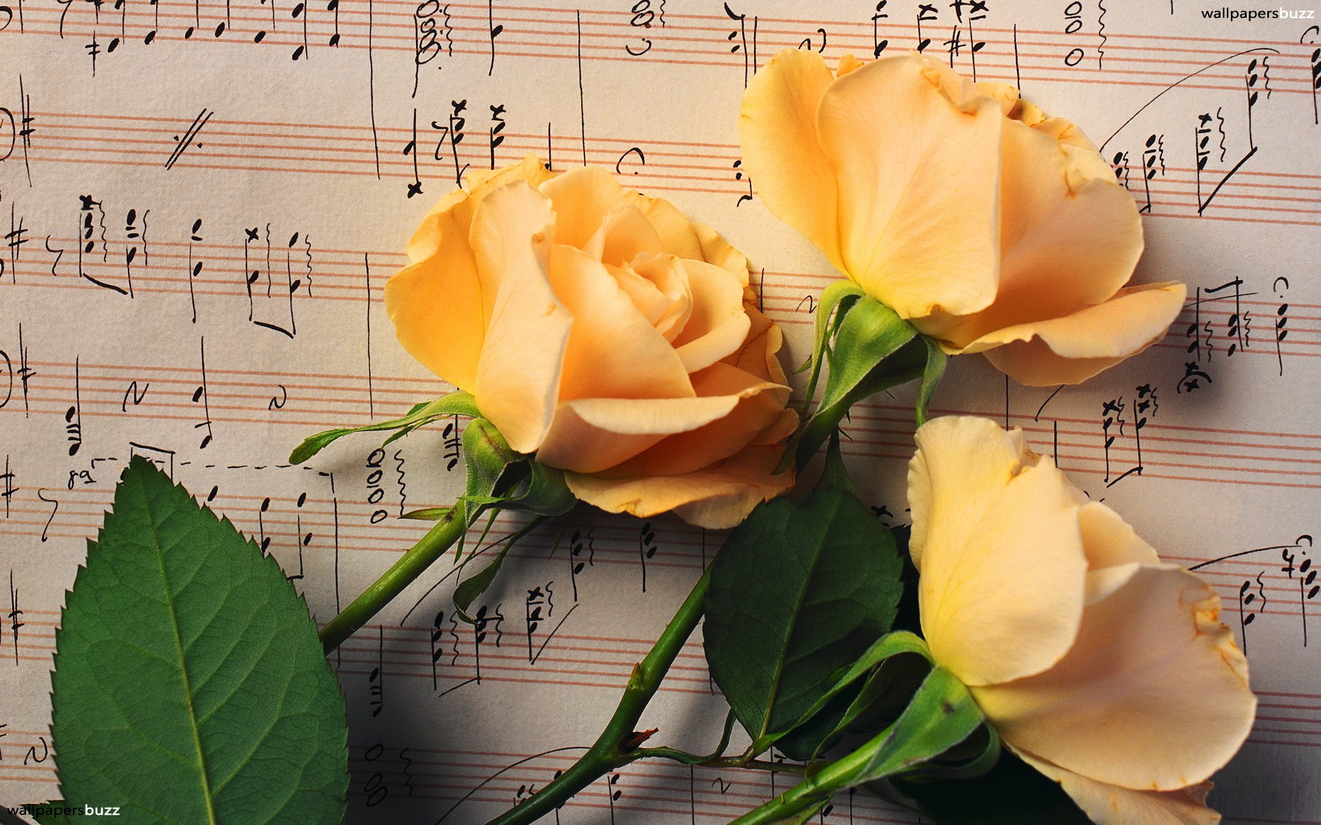 Three Golden Roses - Rose And Music Quotes , HD Wallpaper & Backgrounds