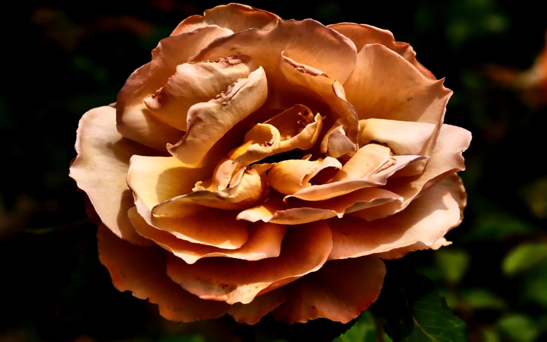 Flowers Romantic Rose Golden Light Times Wallpaper - Garden Roses , HD Wallpaper & Backgrounds