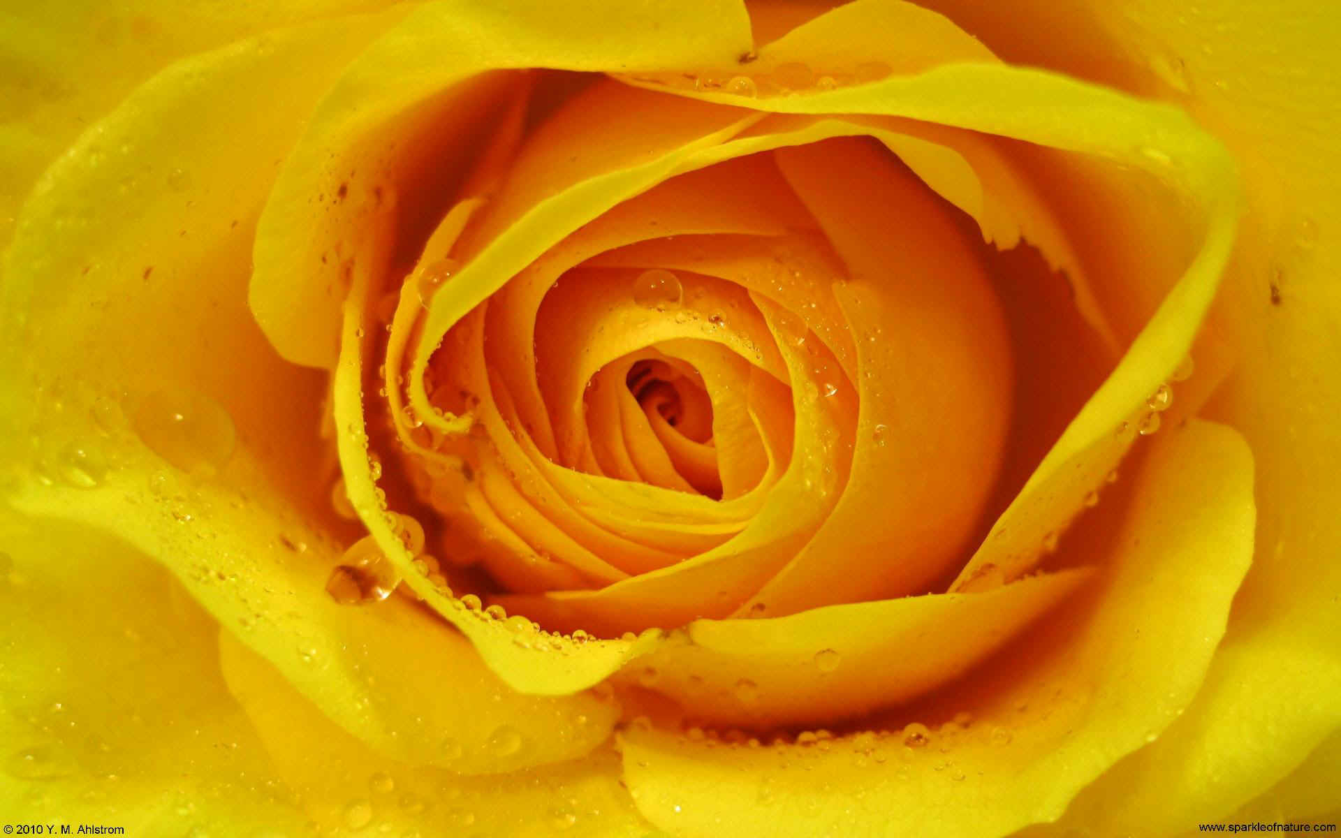 21438 Deep Yellow Gold Rose W - Yellow Gold Flowers , HD Wallpaper & Backgrounds