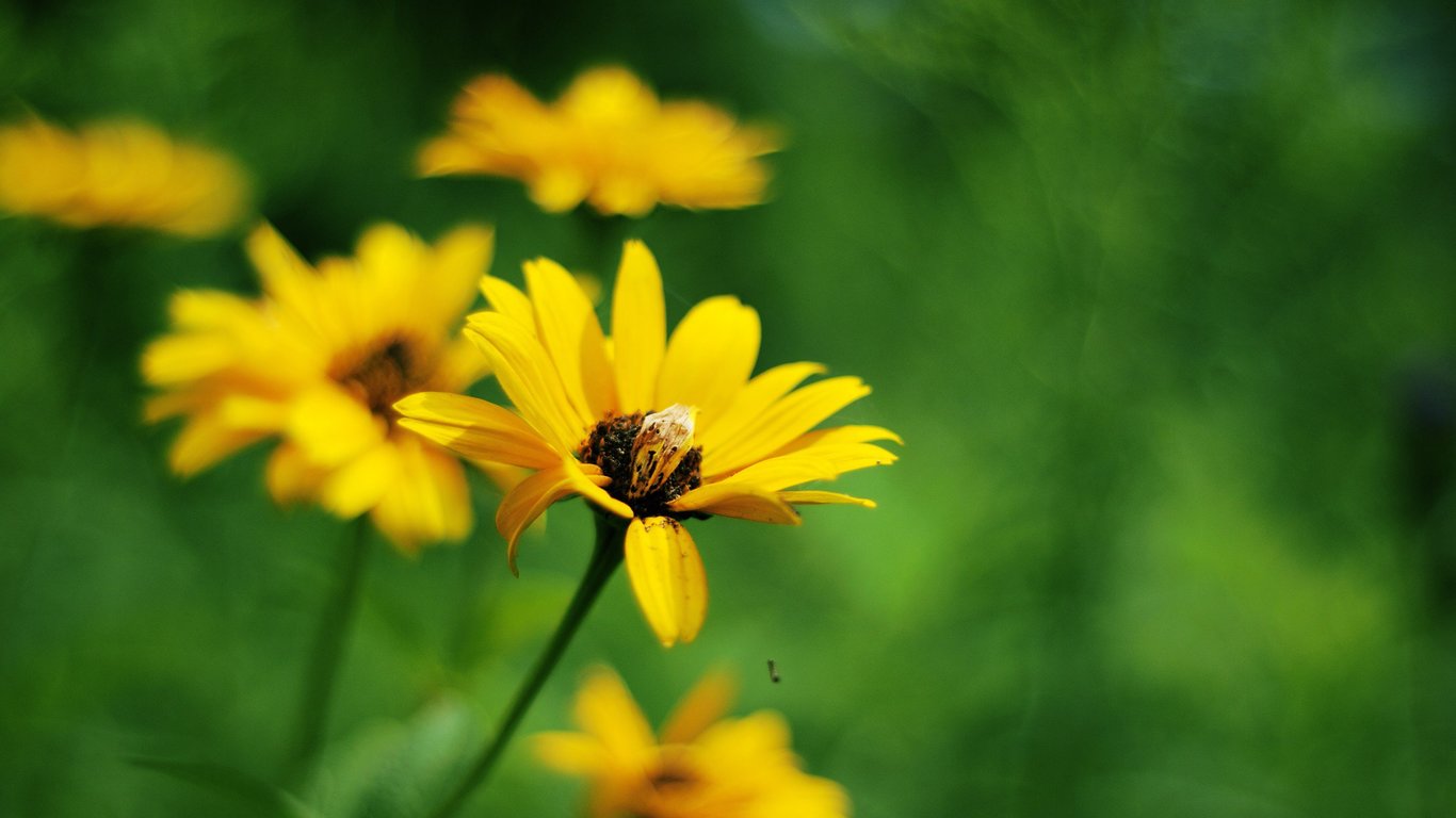 Yellow Summer Flowers - Flowers , HD Wallpaper & Backgrounds