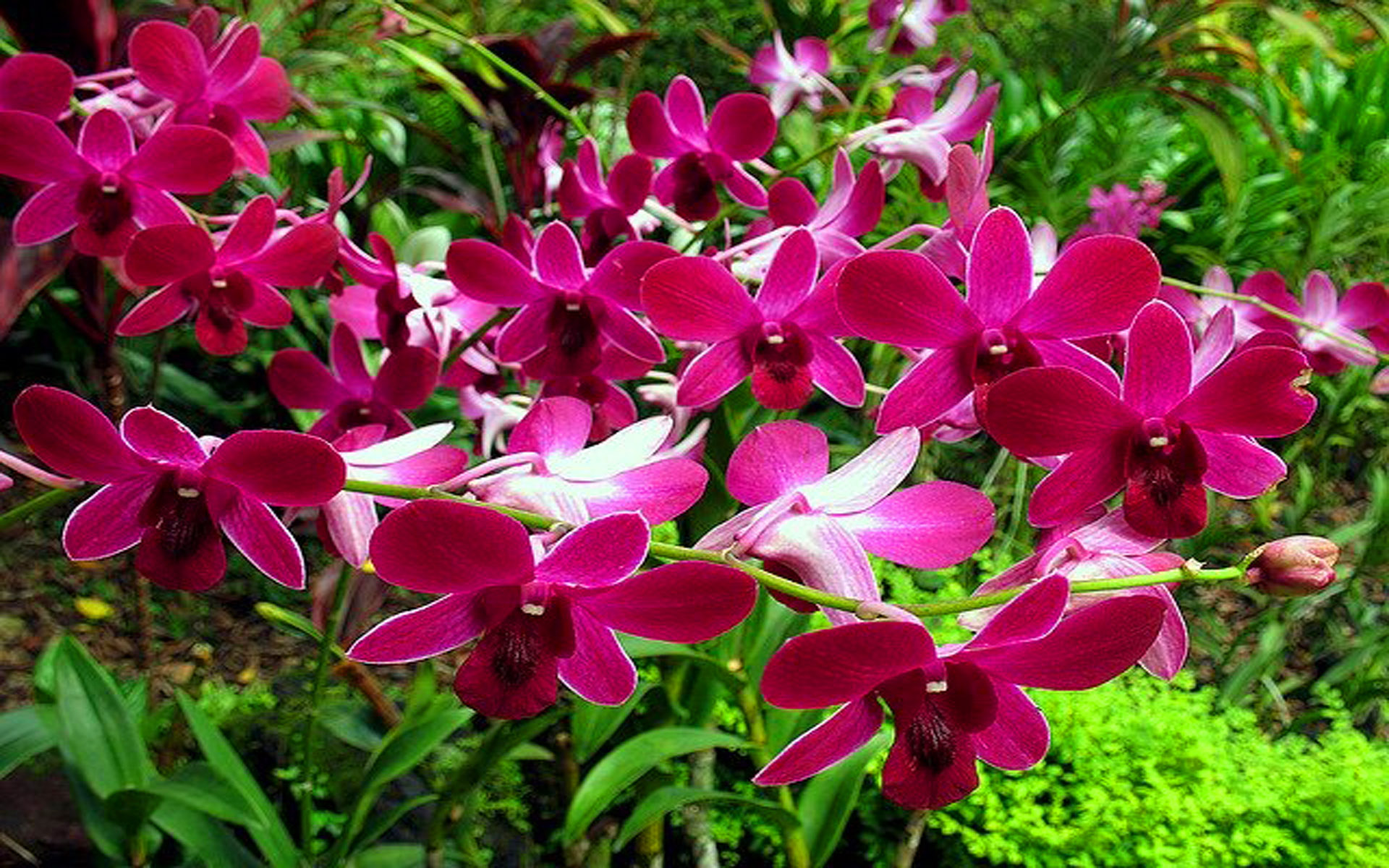 Tropical Forest Orchids Tropical Rainforest , HD Wallpaper & Backgrounds