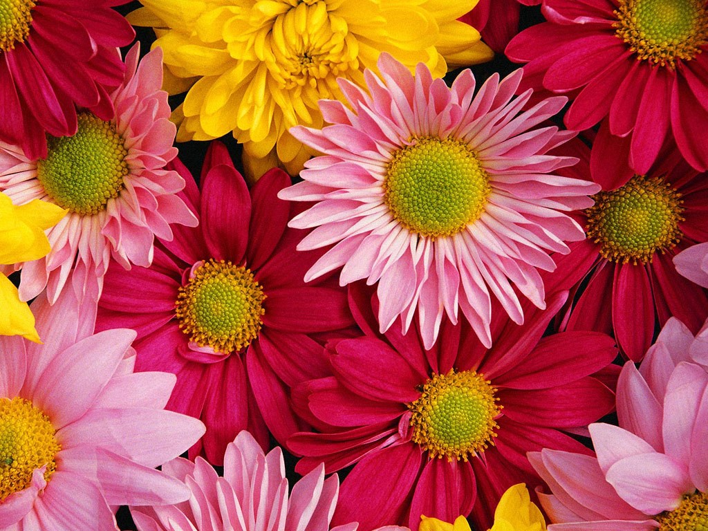 Download Convert View Source - Red Pink Yellow Flowers , HD Wallpaper & Backgrounds