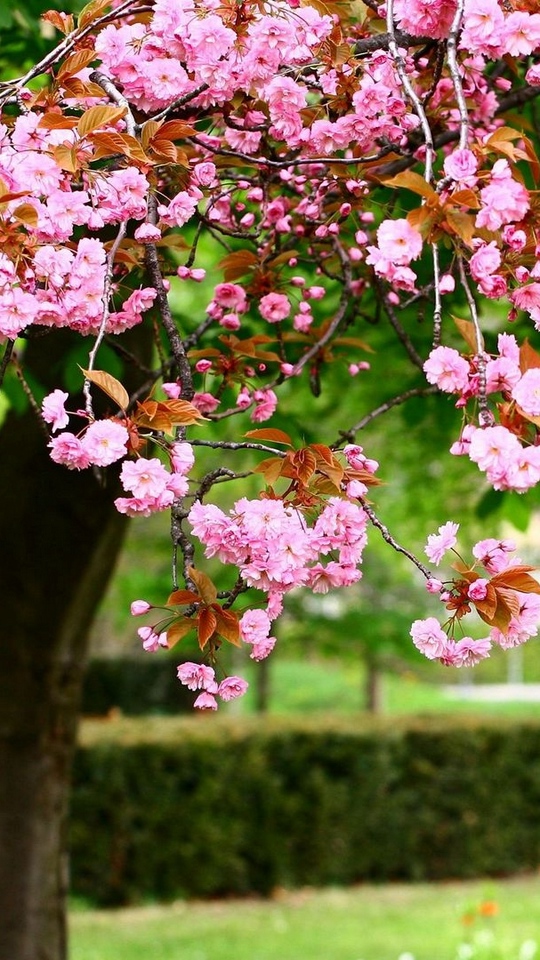 Wallpaper Park, Trees, Summer Flowers - Flower Garden Background 4k , HD Wallpaper & Backgrounds