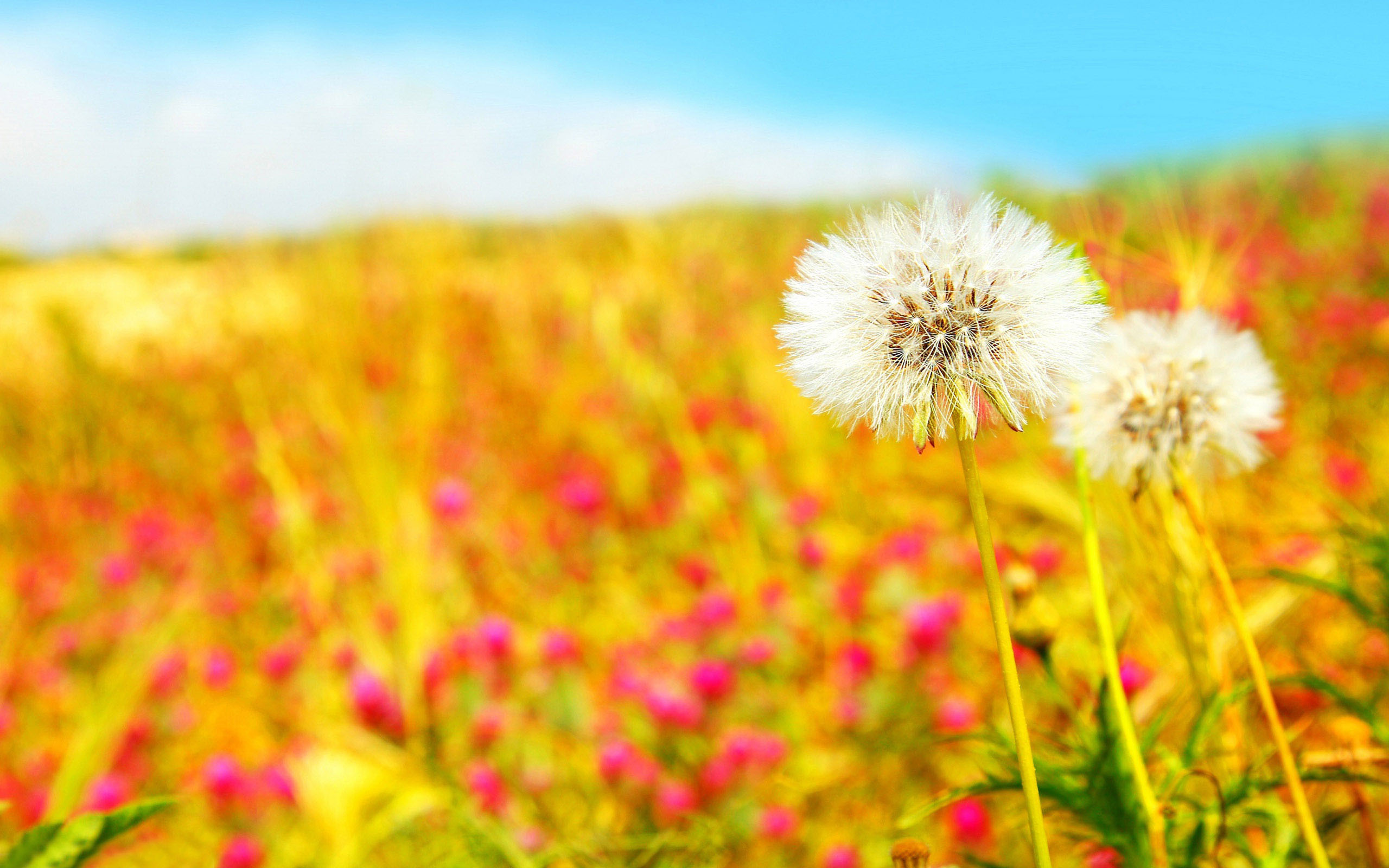 Summer Flower Wallpaper Pc Download - Summer Blurred , HD Wallpaper & Backgrounds