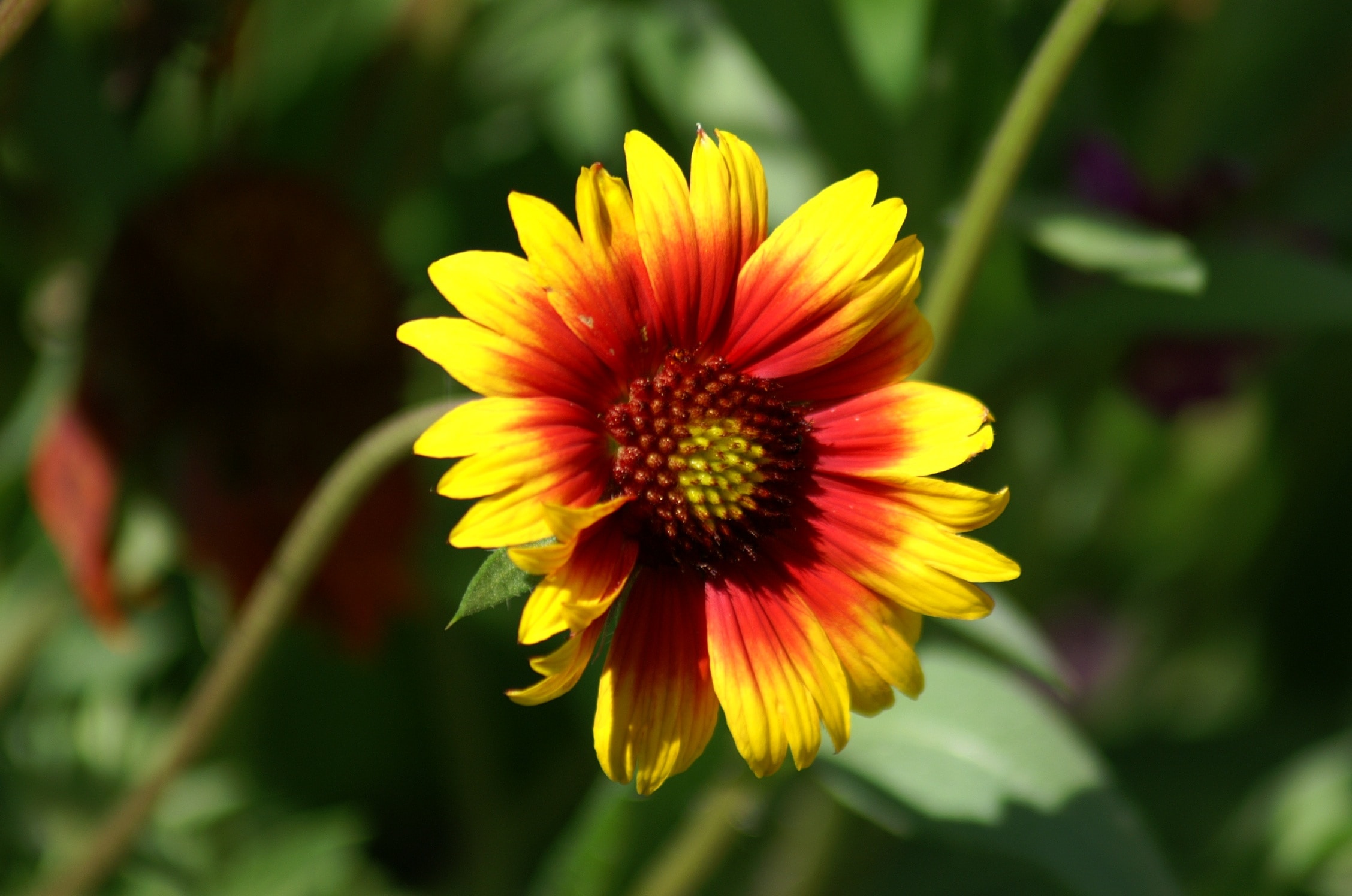 Marguerite, Flowers, Summer Flowers, Flower, Fragility - Indian Blanket , HD Wallpaper & Backgrounds