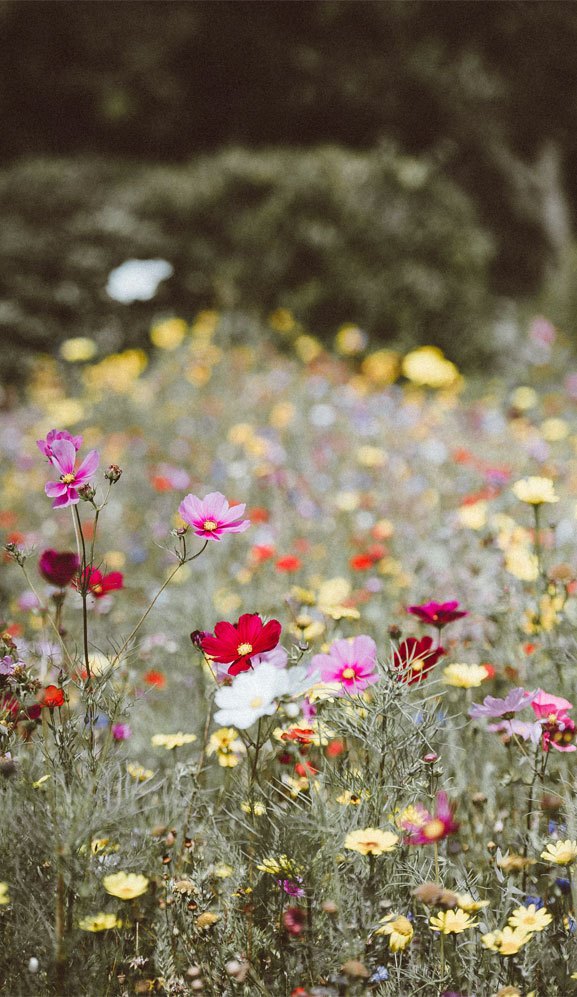 Beautiful Wild Flowers , Iphone Wallpaper, Daisies, - Dp Images For Nature , HD Wallpaper & Backgrounds