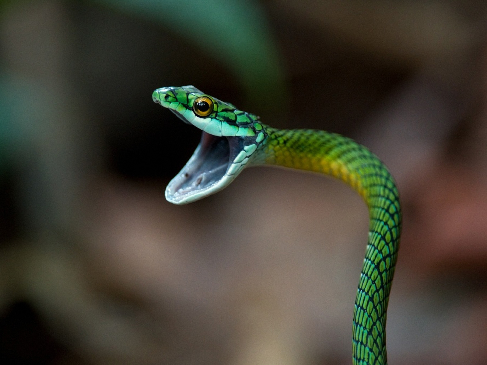 Free Black Mamba Snake Wallpaper Apk Download For Android - Snakes Hd , HD Wallpaper & Backgrounds