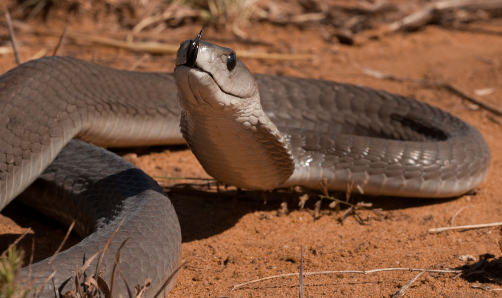 5036871 Black Mamba Full Hd Quality Wallpapers - Black Mamba , HD Wallpaper & Backgrounds