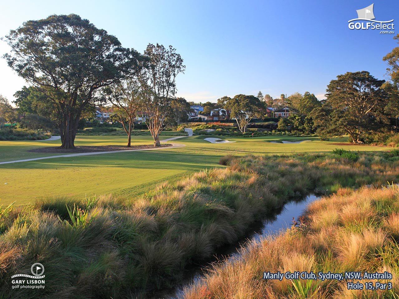 Manly Golf Club Hole 15, Par - Tree , HD Wallpaper & Backgrounds