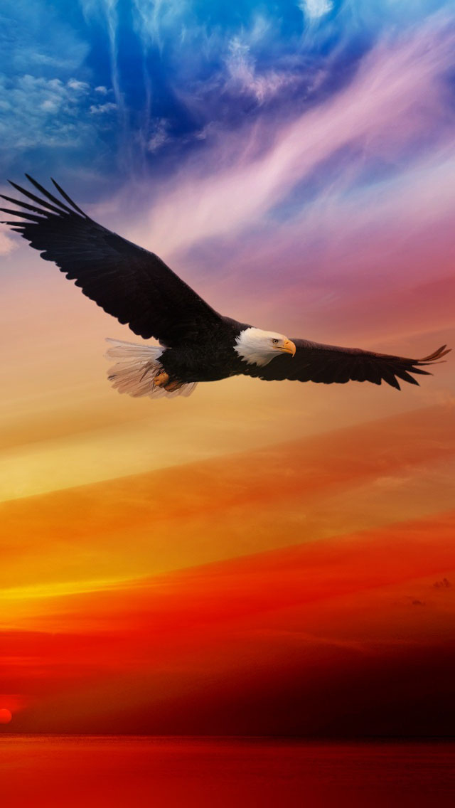 Bald Eagle Wallpaper Iphone , HD Wallpaper & Backgrounds