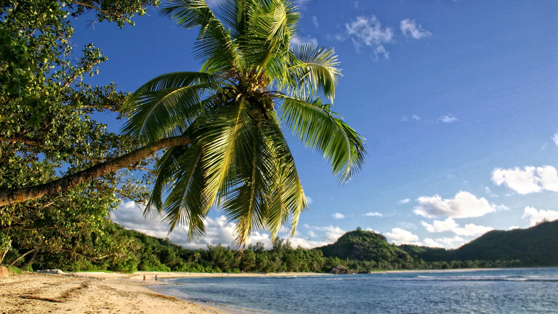 Tropical Beach - Attalea Speciosa , HD Wallpaper & Backgrounds