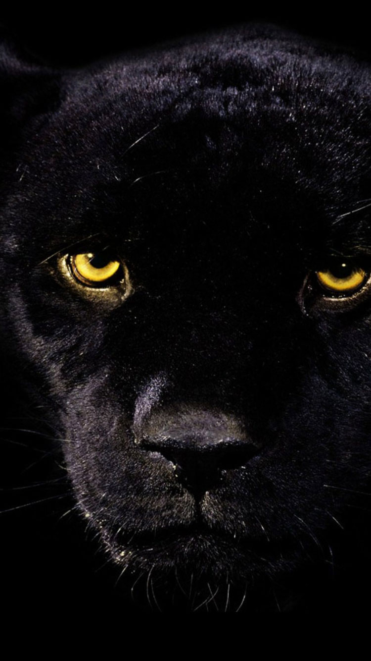 Best Iphone 6 Wallpapers - Animal Wallpaper Black Panther , HD Wallpaper & Backgrounds