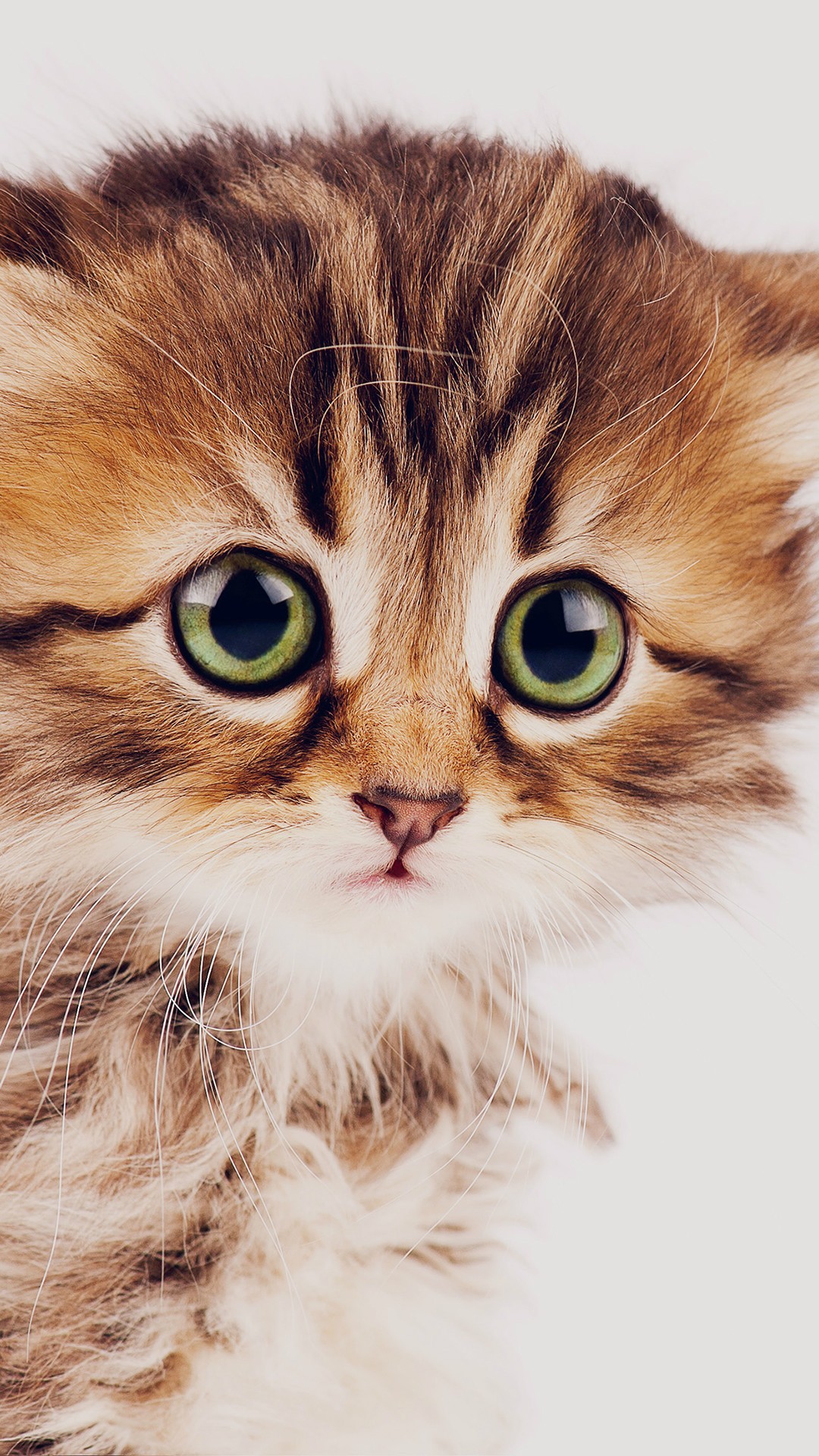 Sad Kitten Cat Animal Nature Cute Iphone Wallpaper - Cute Animal Wallpapers For Iphone , HD Wallpaper & Backgrounds