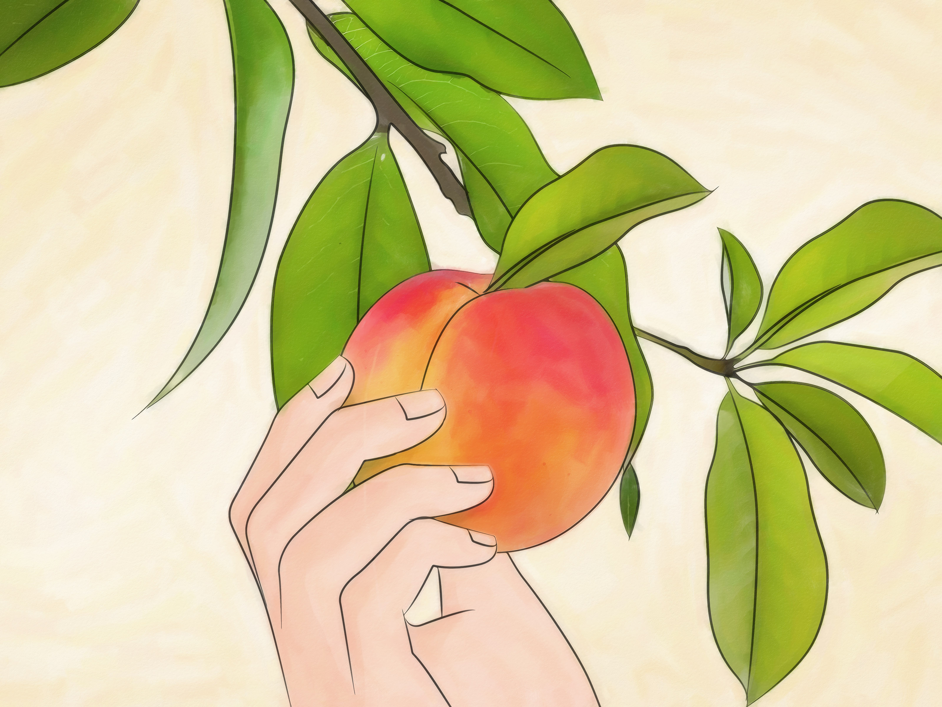 How To Plant A Peach Tree - Peach Tree , HD Wallpaper & Backgrounds